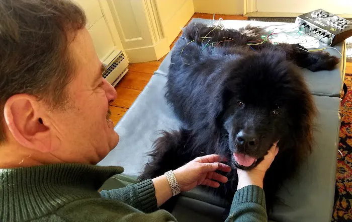All Creatures Acupuncture Holistic Veterinary Therapies Picture 5