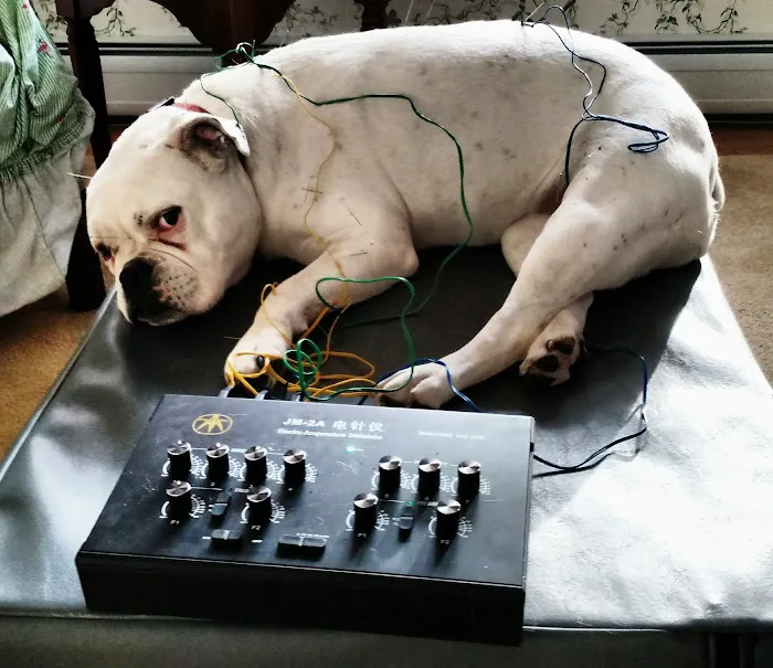 All Creatures Acupuncture Holistic Veterinary Therapies Picture 8