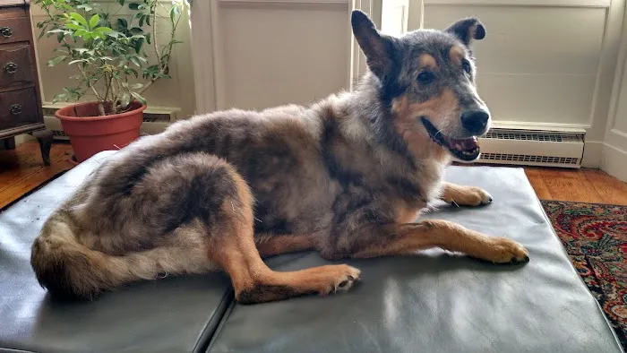 All Creatures Acupuncture Holistic Veterinary Therapies Picture 3