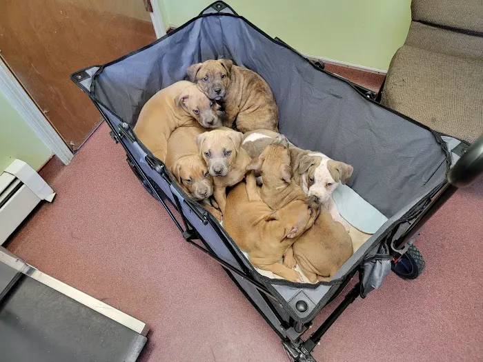 Bucksport Veterinary Hospital Picture 3