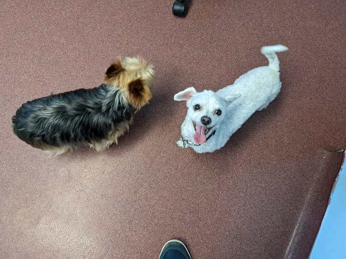 Bucksport Veterinary Hospital Picture 10