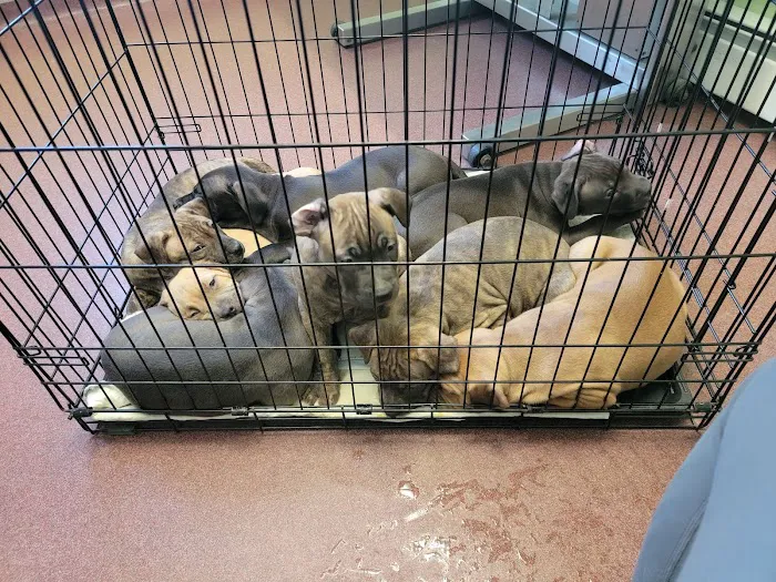 Bucksport Veterinary Hospital Picture 8