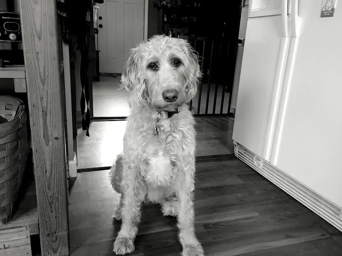 Ridge Runner Veterinary Services Picture 9
