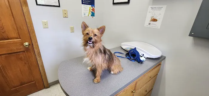 Ridge Runner Veterinary Services Picture 6
