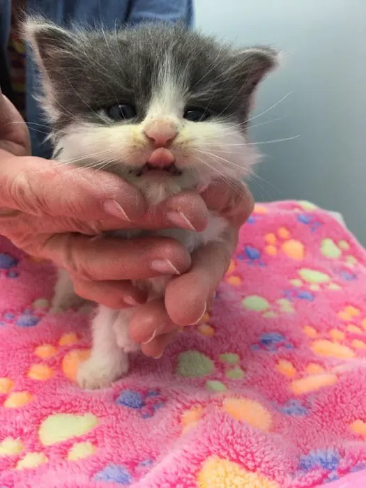 Maine Coast Veterinary Hospital Picture 10