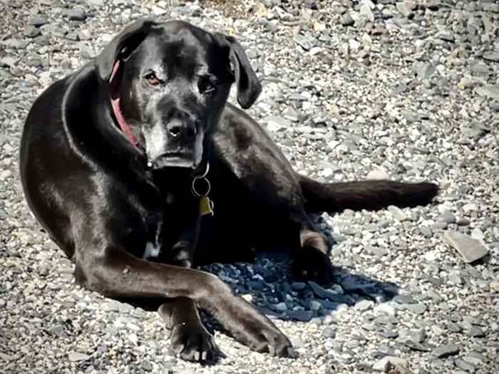 Maine Coast Veterinary Hospital Picture 4