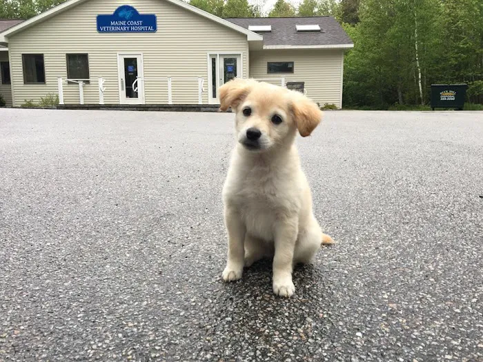 Maine Coast Veterinary Hospital Picture 1