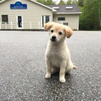 Maine Coast Veterinary Hospital ico