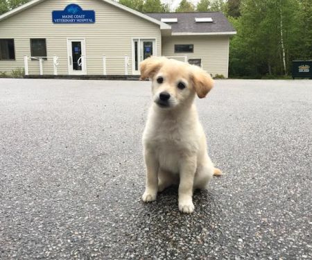 Maine Coast Veterinary Hospital