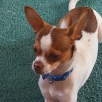 Mountain View Animal Hospital ico