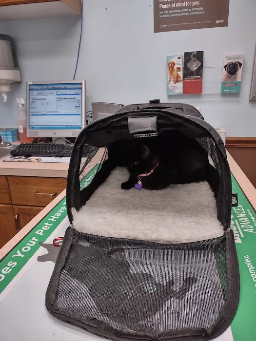 Mountain View Animal Hospital Picture 6