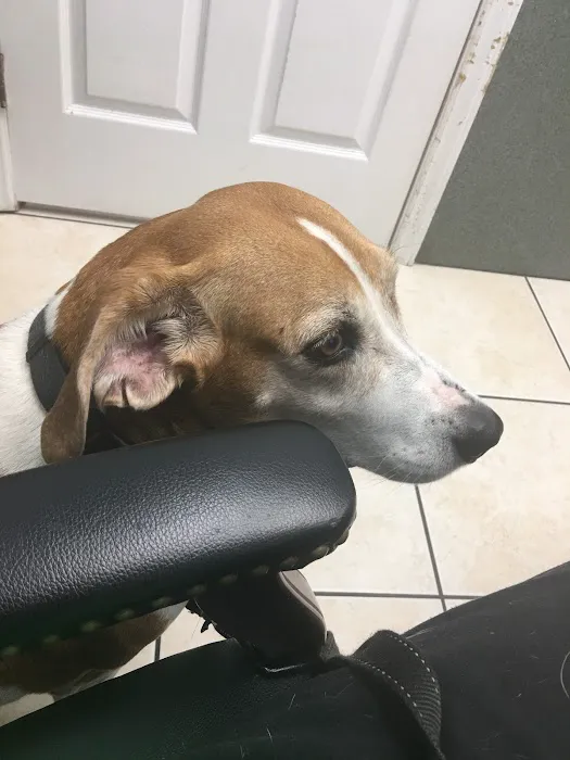 Mountain View Animal Hospital Picture 5