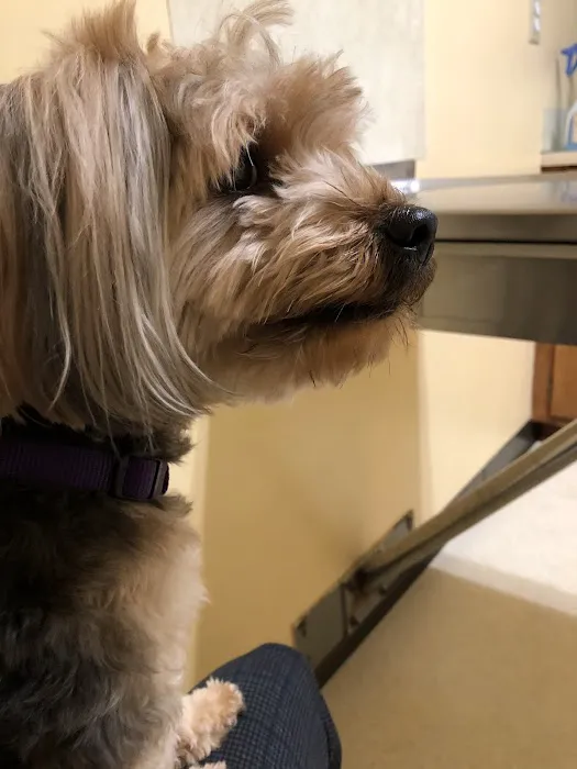 Maiden Small Animal Hospital Picture 1