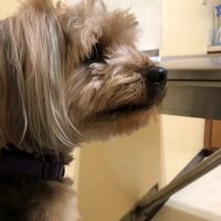 Maiden Small Animal Hospital ico