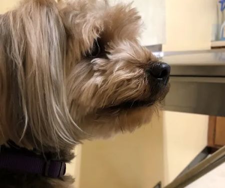 Maiden Small Animal Hospital