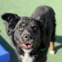 Dry Pond Animal Hospital and Pet Resort ico