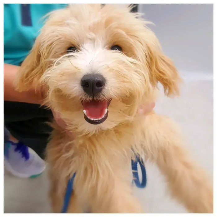 Denver Animal Emergency Picture 10