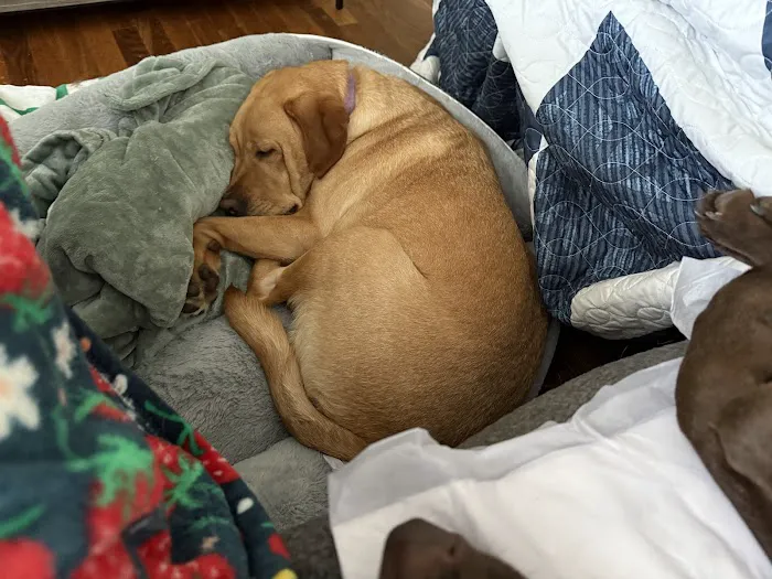 Denver Animal Emergency Picture 2