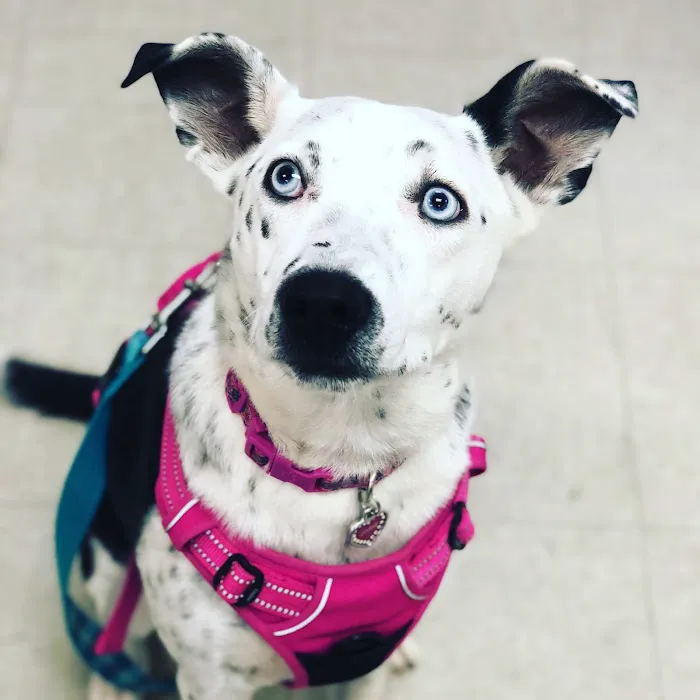 Denver Animal Emergency Picture 8