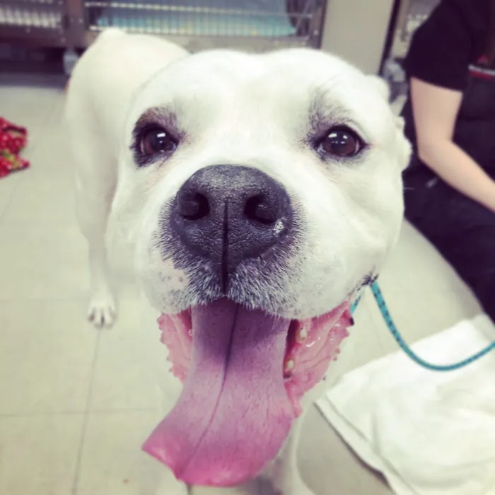 Denver Animal Emergency Picture 9