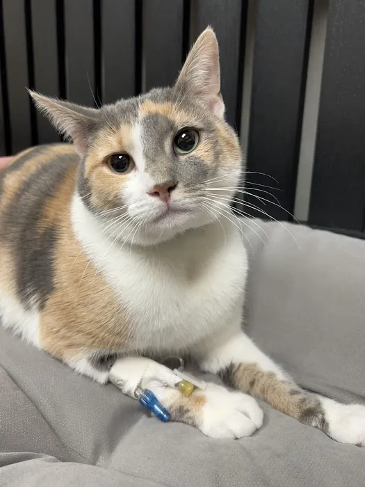 Denver Animal Emergency Picture 7