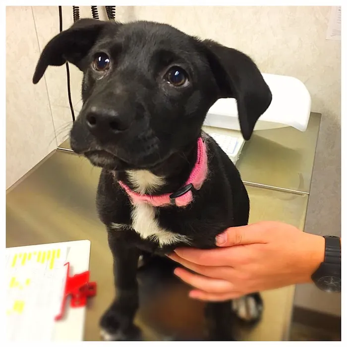 Denver Animal Emergency Picture 3