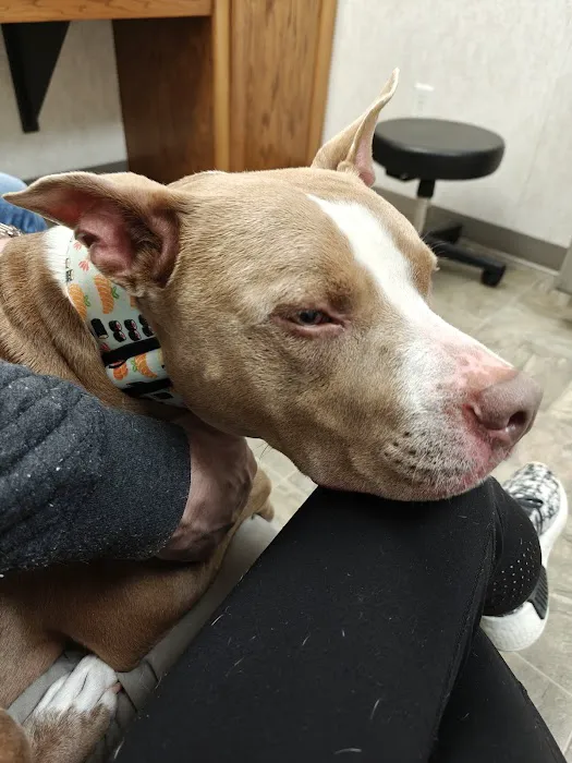 Denver Animal Emergency Picture 4
