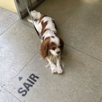 Banfield Pet Hospital ico