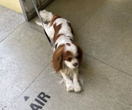 Banfield Pet Hospital