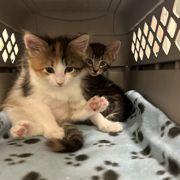 North Mecklenburg Animal Hospital Picture 4