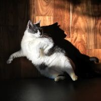 North Mecklenburg Animal Hospital ico
