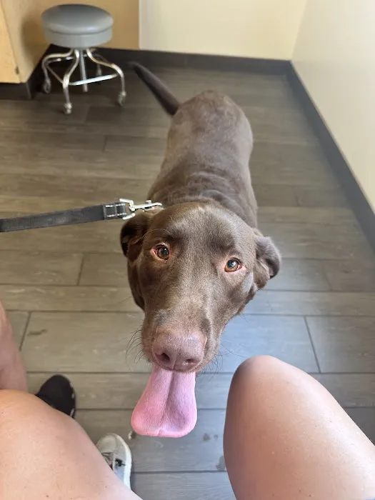 Dogwood Veterinary Surgical Care Picture 2