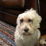 Dogwood Veterinary Surgical Care