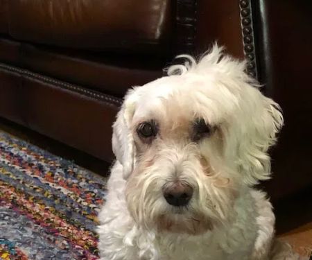 Dogwood Veterinary Surgical Care