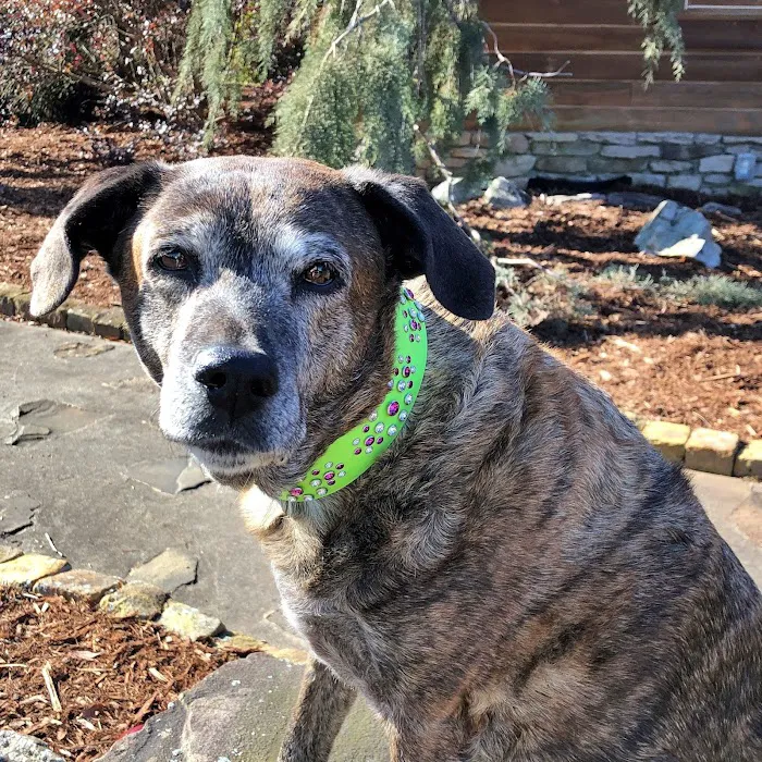 Dogwood Veterinary Surgical Care Picture 9