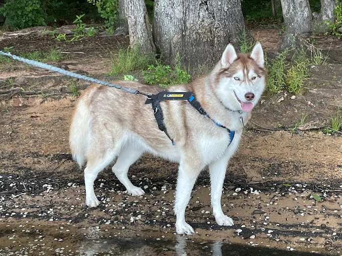 Dogwood Veterinary Surgical Care Picture 10