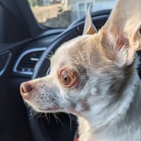 Animal Hospital of Cornelius ico
