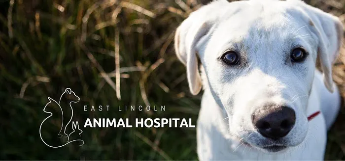 East Lincoln Animal Hospital Picture 1