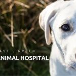 East Lincoln Animal Hospital