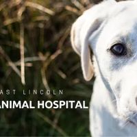 East Lincoln Animal Hospital ico