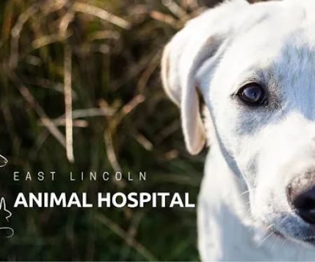 East Lincoln Animal Hospital