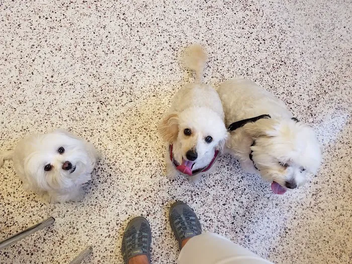East Lincoln Animal Hospital Picture 7