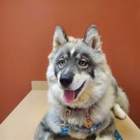 Ironton Animal Hospital ico