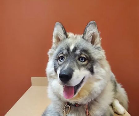 Ironton Animal Hospital