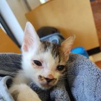 Banfield Pet Hospital ico