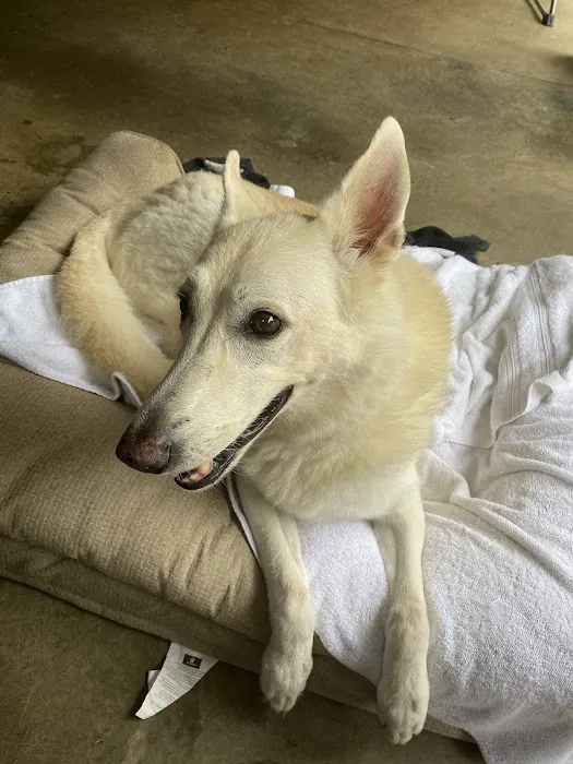 Banfield Pet Hospital Picture 10