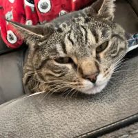 Cabarrus Animal Hospital ico