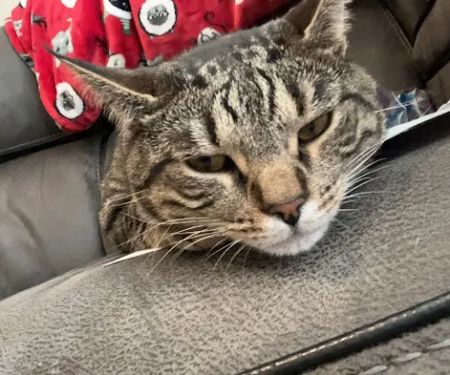 Cabarrus Animal Hospital