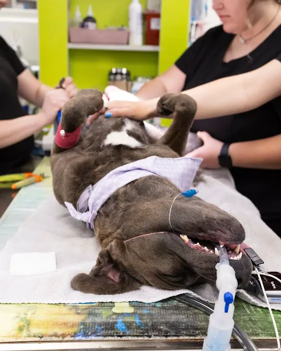 Cabarrus Animal Hospital Picture 3