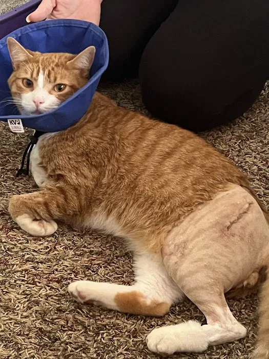 Cabarrus Animal Hospital Picture 5